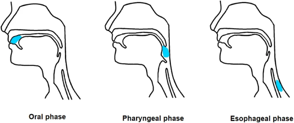 Different stages of swallowing